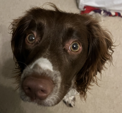 Lookin Dog